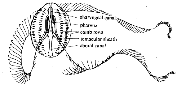 1823_Organ level -Level of body organization.png